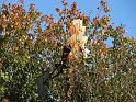 2008-10-11_Tiverton_Trustom 059